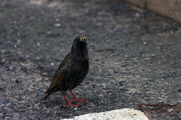 A single Starling bird looking for food