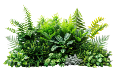 Ornate Greens isolated on transparent Background