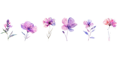 Fototapeta premium watercolor wild flower on awhite background