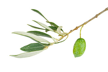 Isolated olive branch with leaves and fruit.Isolated on a white background.