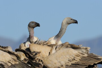 CAPE VULTURE (Gyps coprotheres), threatened status. 