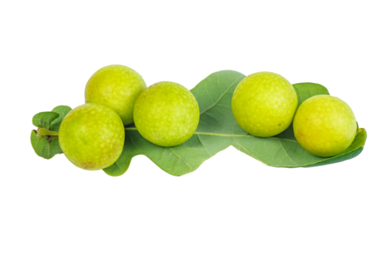 Oak apples or gall on an oak leaves. Parasite on plant.