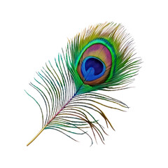 Fototapeta premium Peacock feather. Isolated on transparent background. 