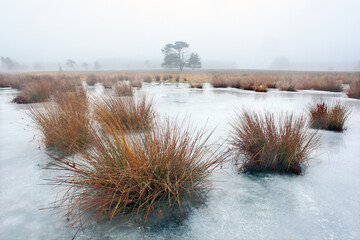 grass and ice on ponds on leersumse veld near utrecht in the netherlands - 766940815