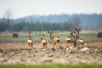 Zelfklevend Fotobehang A group of roe deers stands in a field © darekb22