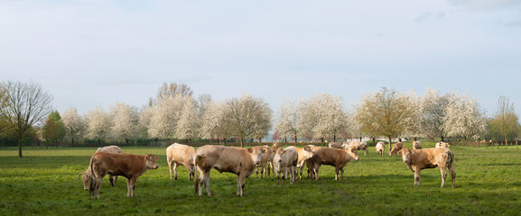 blonde d'aquitaine cows and calves in green grassy meadow near blossoming trees in spring - 766941047