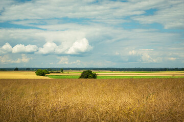 Landscape with ripe rapeseed in the field and clouds in the sky