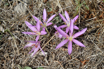 Colchicum parlatoris. Little wild flower. Autumn flowers, plant with purple pink flowers - 766941216