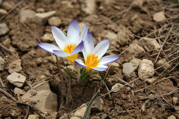 Crocuses belong to one of first flowers in spring - 766941242