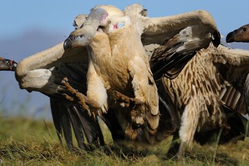 CAPE VULTURE (Gyps coprotheres), threatened status.
adult bird landing on a carcass - 766941255