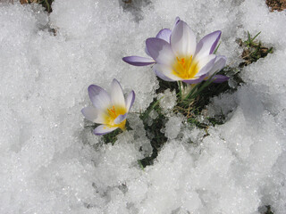 Crocuses belong to one of first flowers in spring - 766941418