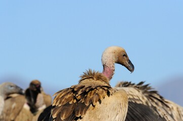 CAPE VULTURE (Gyps coprotheres), threatened status.
close up showing facial features and massive beak  - 766941431