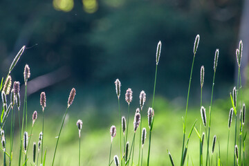 Close-up of grass and reed plant in a natural setting