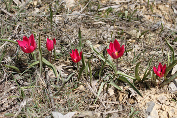 tulip growing on its own in nature - 766941615