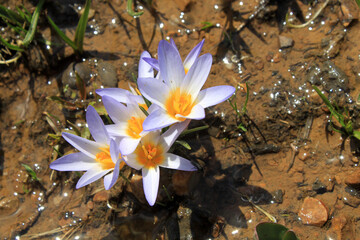 Crocuses belong to one of first flowers in spring - 766942293