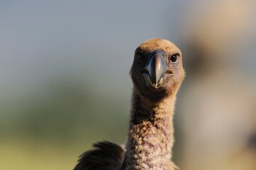 CAPE VULTURE (Gyps coprotheres), threatened status.
close up showing facial features and massive beak  - 766943277