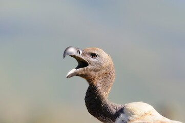 CAPE VULTURE (Gyps coprotheres), threatened status.
close up showing facial features and massive beak  - 766943492