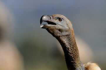 CAPE VULTURE (Gyps coprotheres), threatened status.
close up showing facial features and massive beak  - 766944056