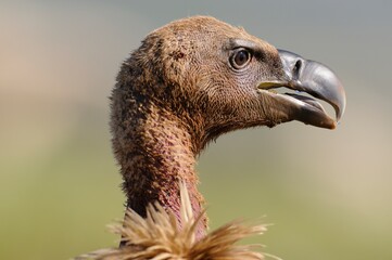 CAPE VULTURE (Gyps coprotheres), threatened status.
close up showing facial features and massive beak  - 766944227