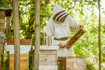Beekeeper is examining his beehives in forest. Beekeeping professional occupation.