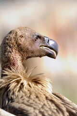CAPE VULTURE (Gyps coprotheres), threatened status.
close up showing facial features and massive beak  - 766944832
