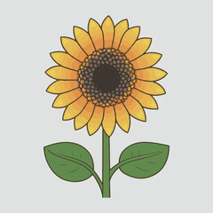 Sunflower vector illustration, floral, yellow, bloom, nature