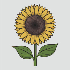 Sunflower vector illustration, floral, yellow, bloom, nature