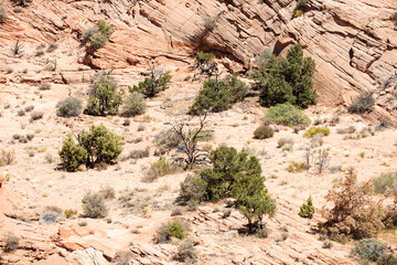 Desert Valley. Rock canyon background, rocky texture. Canyon desert panoramic landscape. National...
