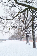 Snow Covered Park With Trees and Benches - 766945607