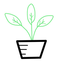 plant in a pot