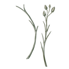 Watercolor illustration of orchid flower stem with buds. Floral illustration for design, print, fabric or background. wedding invitation, print, sublimation, mug, tshirt, tumbler.