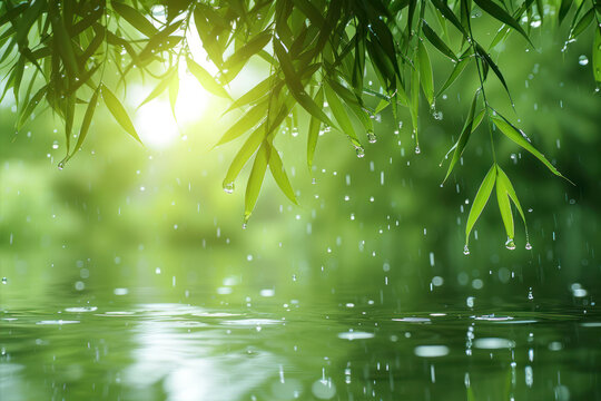 Bamboo leaves with water drops and sunbeams. Natural background.