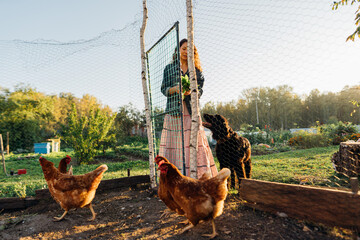 Red-haired woman organic farmer enters chicken coop to care and feed chickens at dawn. Joyful woman feeding free-range bird, sustainable lifestyle. Rural scene, organic farming