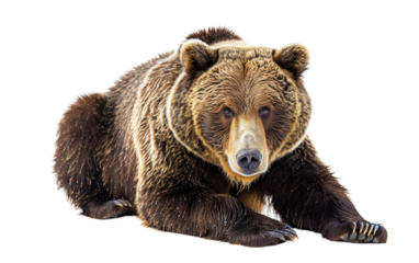 Keith, the Brown Bear isolated on transparent Background