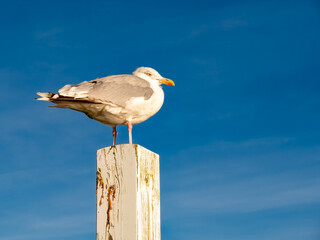 Herring gull on wooden pole against blue sky, Limfjord, Nordjylland, Denmark