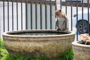 Long-tailed monkey of Phrarang Sam Yot Play in the water to cool off during the daytime during the hot weather in Thailand. - 766950663