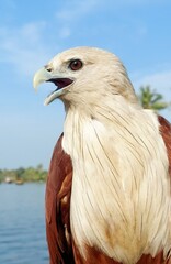 Eagle