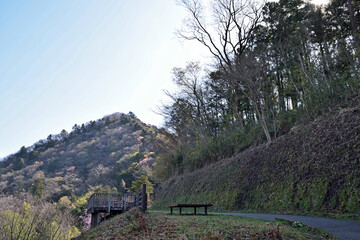 【神奈川県】春の津久井湖城山公園  森の中の遊歩道