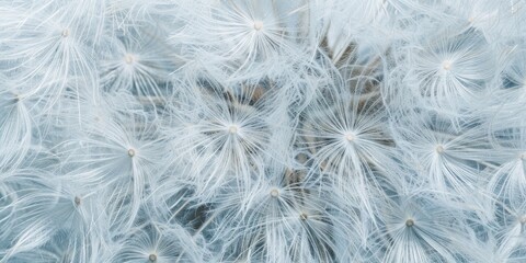Delicate Dandelion Texture Close-Up
