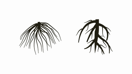 two type root system, tap root and fibrous root. - obrazy, fototapety, plakaty