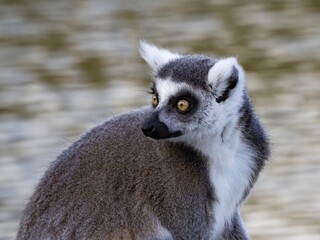 Obraz premium Famous Madagascar Maki lemur, Ring tailed lemur. Wildlife photography. Flowing river background. Black and white color with orange eyes