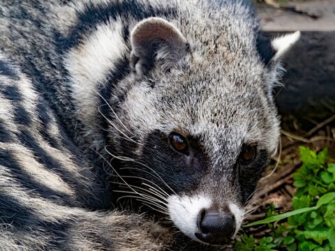 African civet, African civet, close up resting