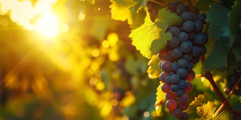 Sunset glow on vineyard grapes. Sunset light filters through grape leaves, casting a warm glow on a bunch of ripe grapes in a vineyard - obrazy, fototapety, plakaty
