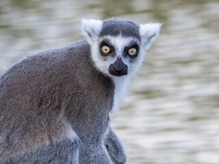 Famous Madagascar Maki lemur, Ring tailed lemur. Wildlife photography. Flowing river background. Black and white color with orange eyes