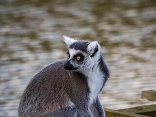Famous Madagascar Maki lemur, Ring tailed lemur. Wildlife photography. Flowing river background. Black and white color with orange eyes