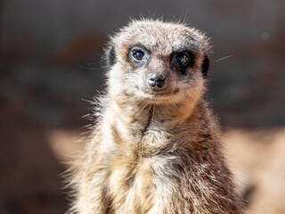 Meerkat Suricate Suricata Suricatta Face Looking. mall carnivoran belonging to the mongoose family