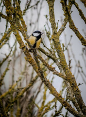 bird on a branch