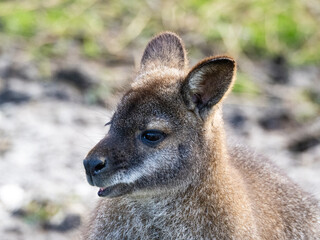 Head Portrait of a Wallaby Single wallaby kangaroo close up in front of a rock face