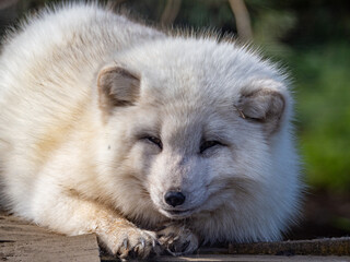 Fototapeta premium Cute white fox muzzle close-up, in the winter fur. Sleeping Arctic Fox enjoying the springtime sunlight.