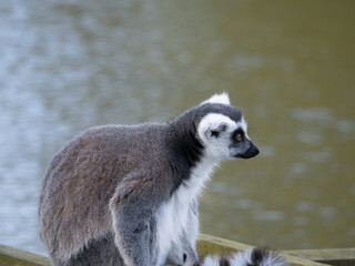 Famous Madagascar Maki lemur, Ring tailed lemur. Wildlife photography. Flowing river background. Black and white color with orange eyes